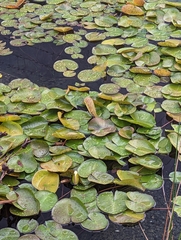 Nymphaea mexicana