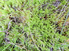 Calliergonella cuspidata
