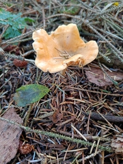 Paralepista flaccida