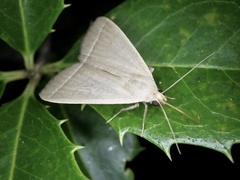 Simplicia niphona
