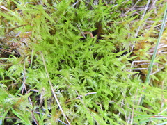 Calliergonella cuspidata