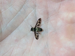 Tabanidae