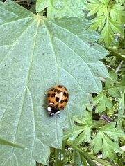 Harmonia axyridis