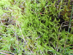 Calliergonella cuspidata