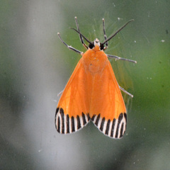 Uranophora walkeri