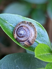 Hygromia cinctella