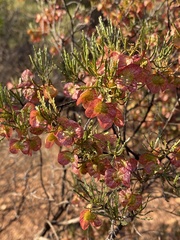 Maireana trichoptera
