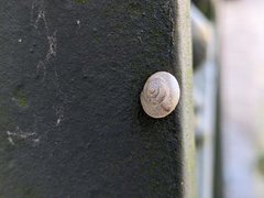 Hygromia cinctella