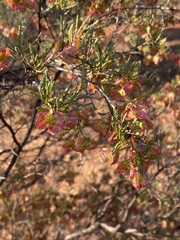Maireana trichoptera