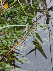 Hydrocotyle ranunculoides