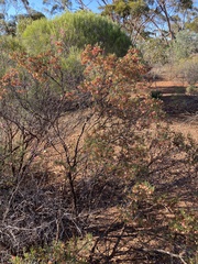 Maireana trichoptera