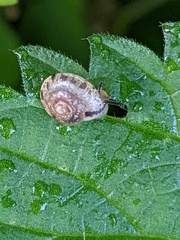 Hygromia cinctella