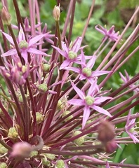 Allium schubertii