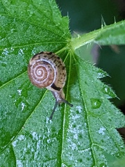 Hygromia cinctella