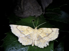 Garaeus specularis