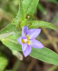 Convolvulus pentapetaloides