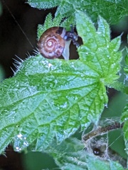 Hygromia cinctella