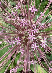 Allium schubertii