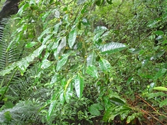 Ficus virgata