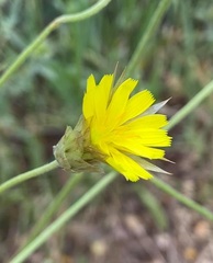 Catananche lutea