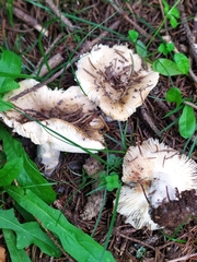 Russula