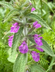 Stachys neurocalycina