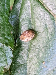 Hygromia cinctella