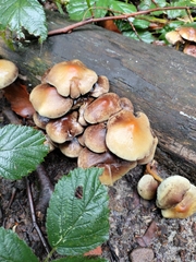 Hypholoma