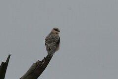 Elanus caeruleus caeruleus