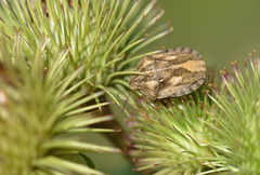 Eurygaster testudinaria