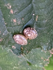 Hygromia cinctella