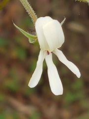 Pelargonium alchemilloides