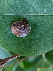 Hygromia cinctella