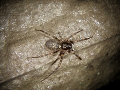 Weintrauboa contortipes