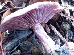Lepista sordida