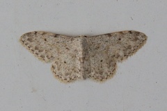 Idaea camparia