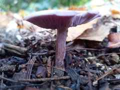 Lepista sordida