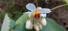 Sparrmannia africana