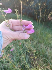 Agalinis fasciculata