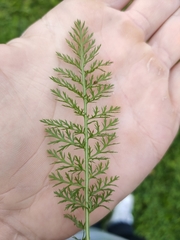 Achillea