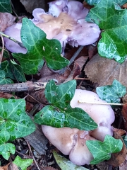 Lepista sordida