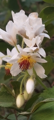 Sparrmannia africana