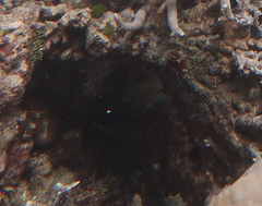 Zebrasoma scopas