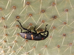Cactophagus spinolae