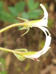 Pelargonium alchemilloides