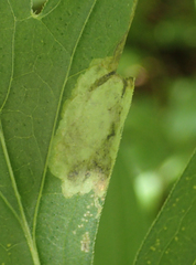 Calycomyza frickiana