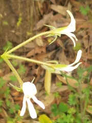 Pelargonium alchemilloides