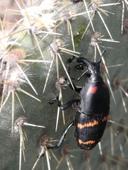 Cactophagus spinolae