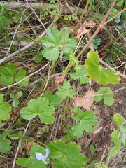 Pelargonium alchemilloides
