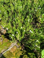 Juniperus horizontalis